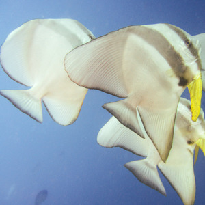 Racoon butterfly fish