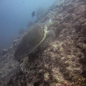 Green turle resting on the reef