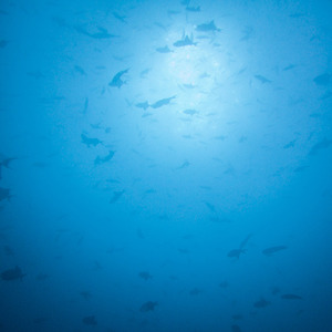 Countless fish in the blue waters of Maldives