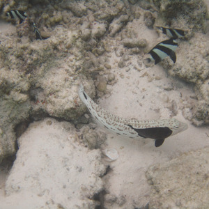 Lizardfish