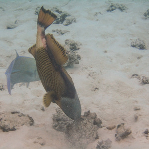 Triggerfish vigourously eating coral