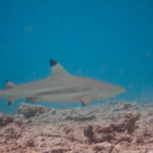 Blacktip reef shark