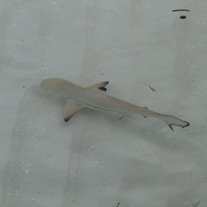 A baby reef shark