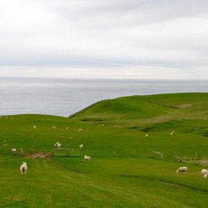 Sheep with a great view