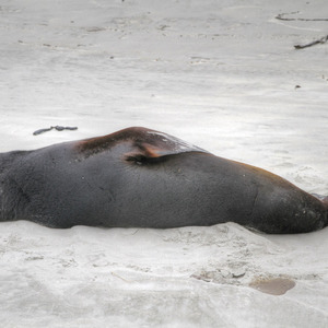 Fur seal on the beach