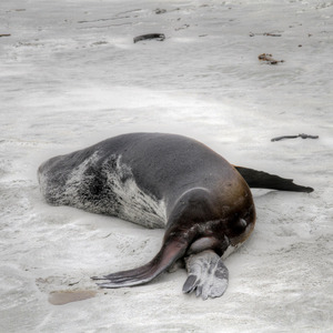 Fur seal on the beach