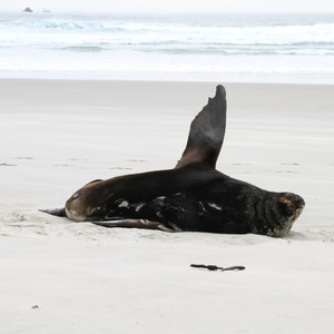 Fur seal waving