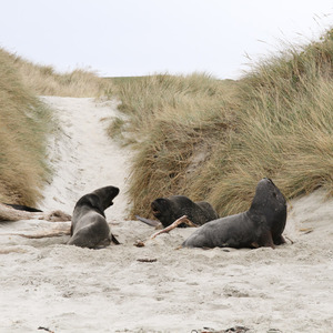 Fur seals roaring at each other