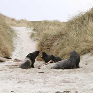 Fur seals snapping at each other