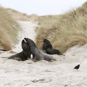 Fur seals fighting