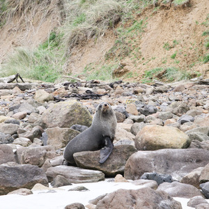 Sea lion at Sandfly Bay