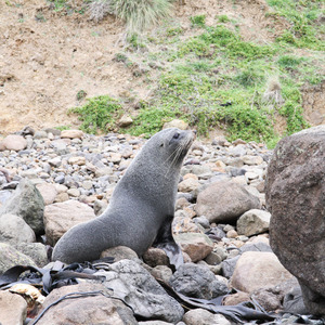 Sea lion on the rocks