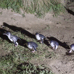 Little blue penguins coming up the hill