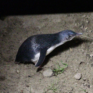 Little blue penguin