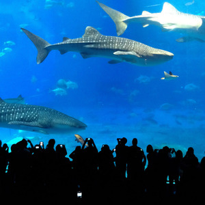 Whale sharks, Kuroshio Sea, Okinawa Chauraum Aquarium