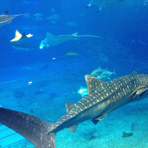 Whale shark swimming away, Kuroshio Sea, Okinawa Chauraum Aquarium