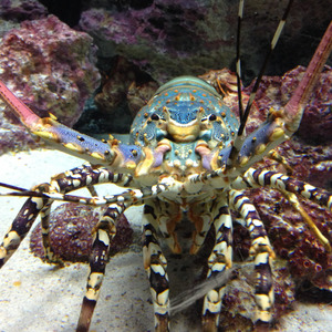 Blue lobster