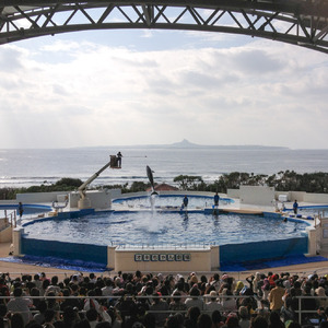 Dolphin jumping, Ocean Park Expo