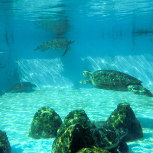 Turtles, Ocean Park Expo