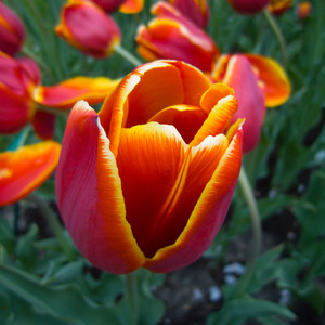 Fire tulip