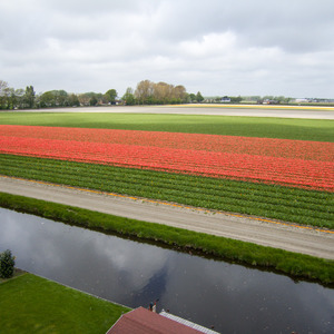 Field of tulips