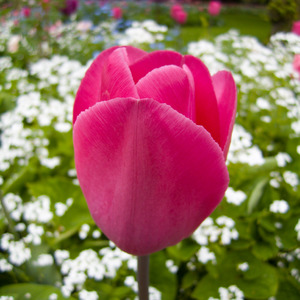 Lone tulip