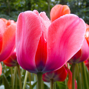 Dew-covered pink