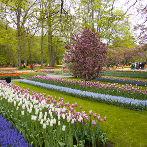 Keukenhof gardens