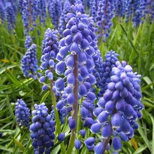 Blue hyacinth