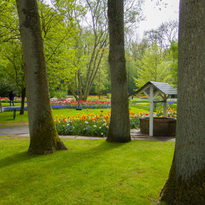 Flower garden in sunlight