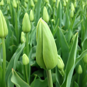 Tulip bud