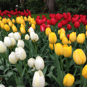 White, yellow, and red tulips