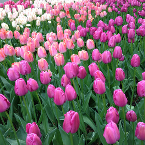 Purple and pink tulips