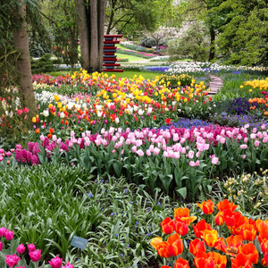 Many colours of tulips