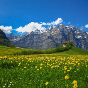 Alpine valley with dandelions