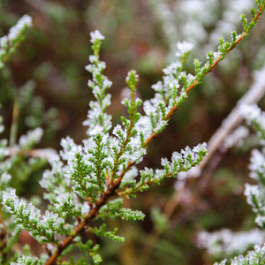 Frost-covered shrubs