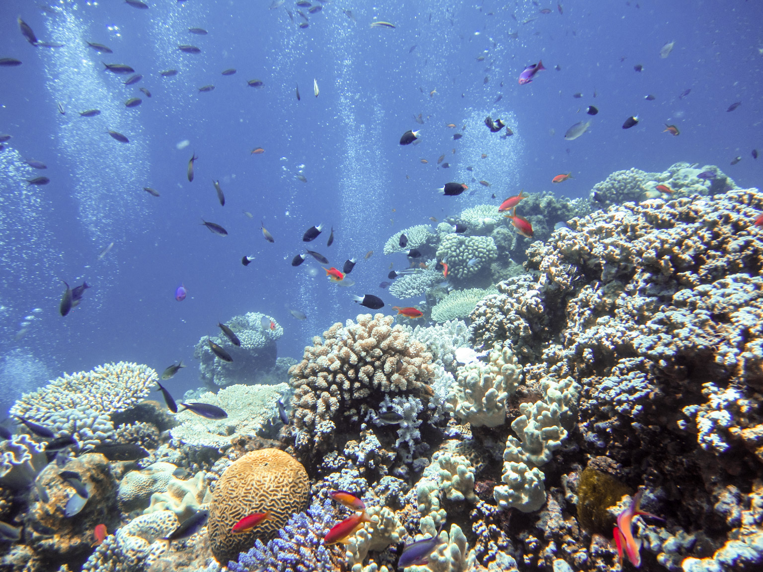 Great Barrier Reef • February, 2016 • Douglas Stebila