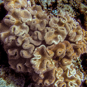 Mushroom Leather Coral