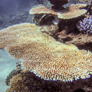 Table Coral