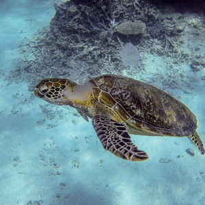 Green turtle