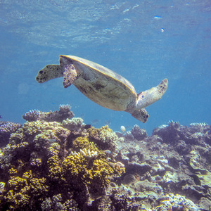 Green turtle swimming away