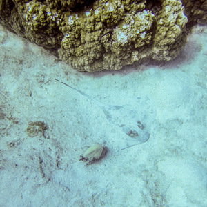 Green moray hiding in the sand