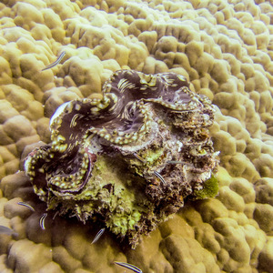 Clam on some coral