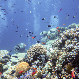 Great Barrier Reef • February, 2016