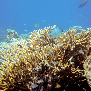 Fish swimming over coral