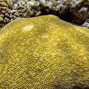 Brain coral