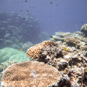 Table coral and fish