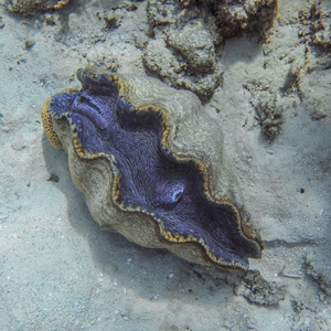 Giant clam