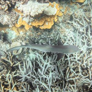 White-tipped reef shark