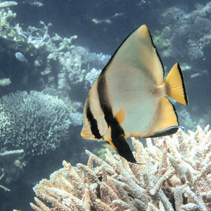 Schooling bannerfish